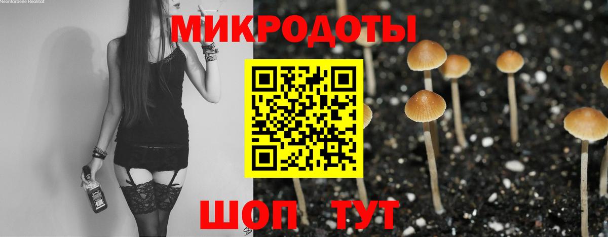 Псилоцибиновые грибы Psilocybe Минусинск
